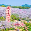 武汉东湖樱花园