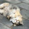 喵隐山林（四门塔 猫猫寺）