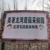 龙湾屯镇集体林场美著龙湾蘑菇采摘园