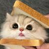 猫猫小剧场