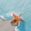 海星
