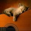 猫人吉他