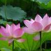 春暖花开