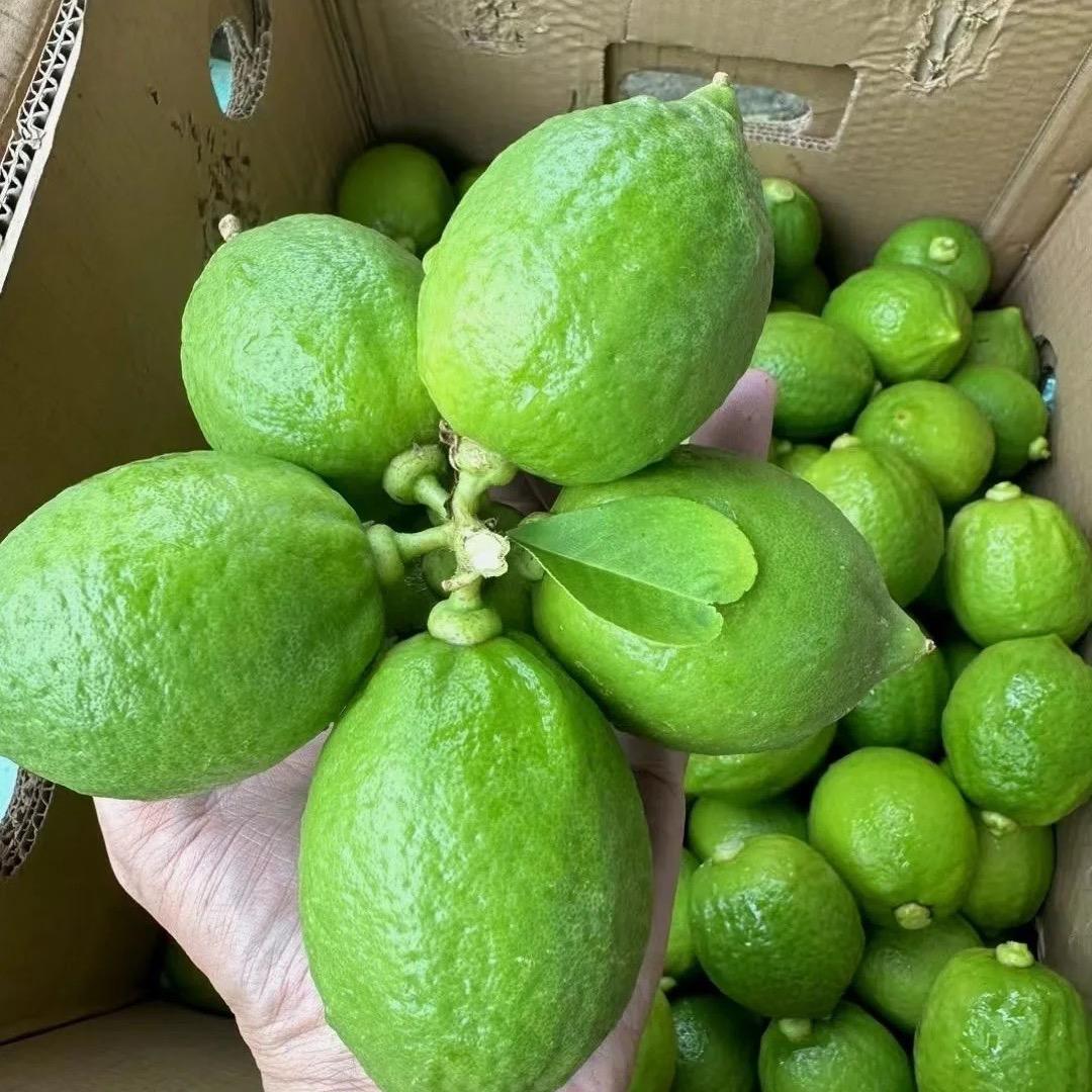 香水柠檬小刘果园