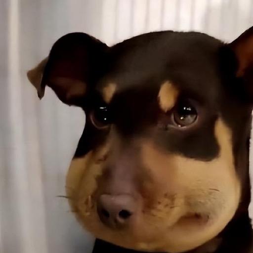 临风动