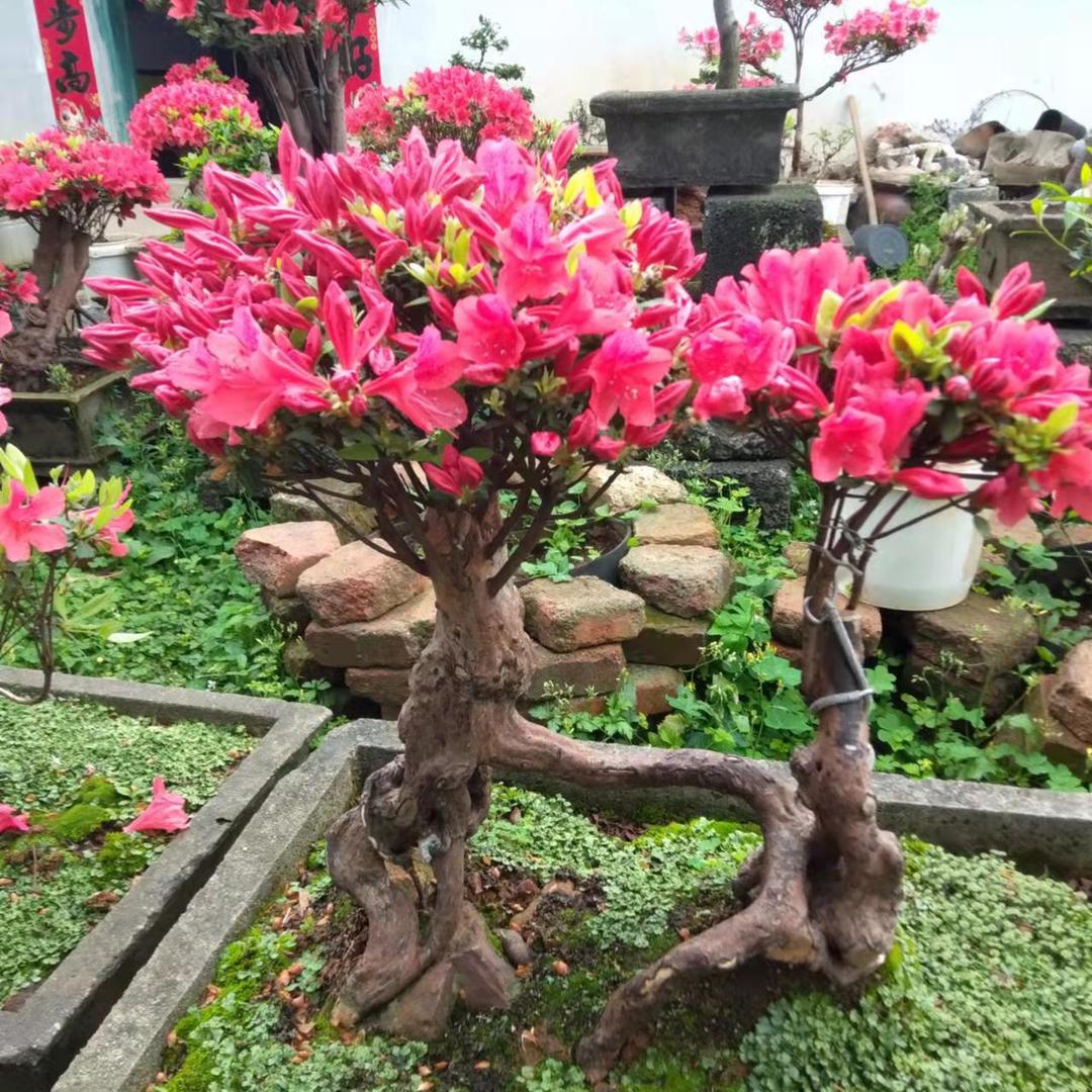 辉哥.
