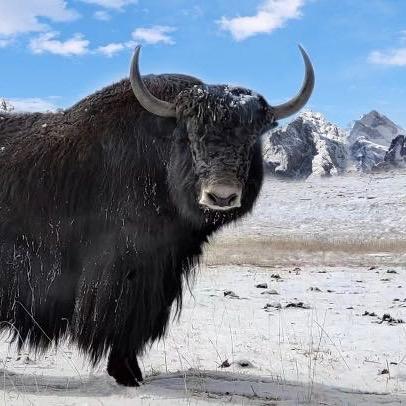 春恒雪域牦牛