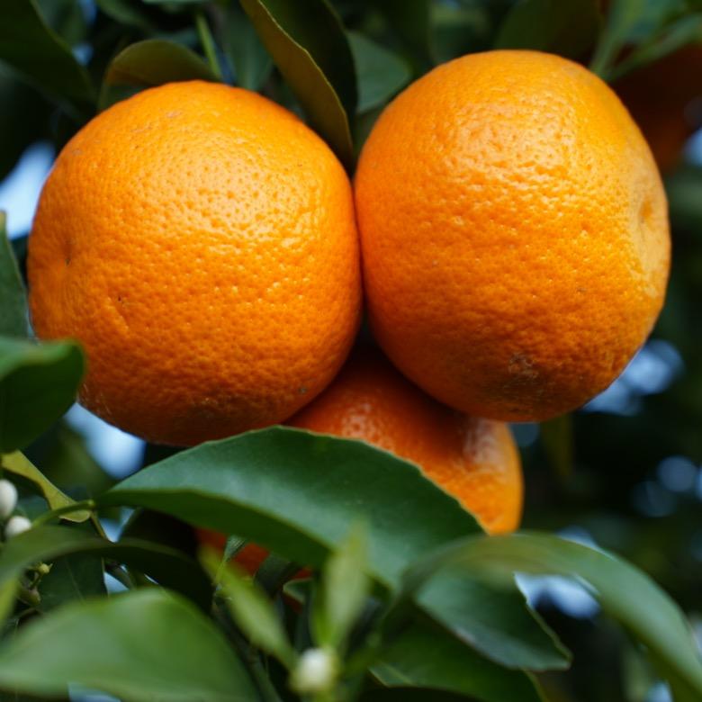 雄哥生鲜之沃柑