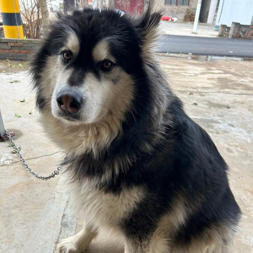 天门小熊