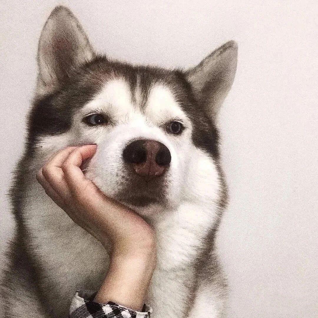 肥橘儿