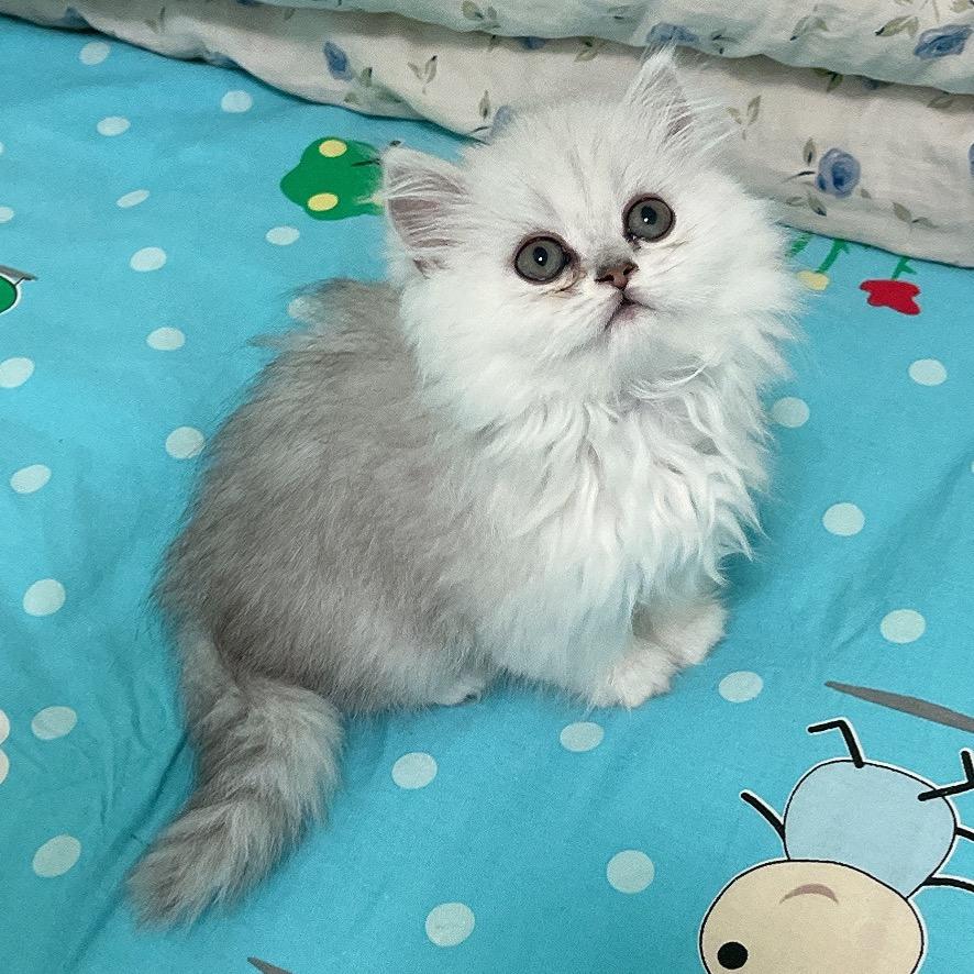 百变丫丫