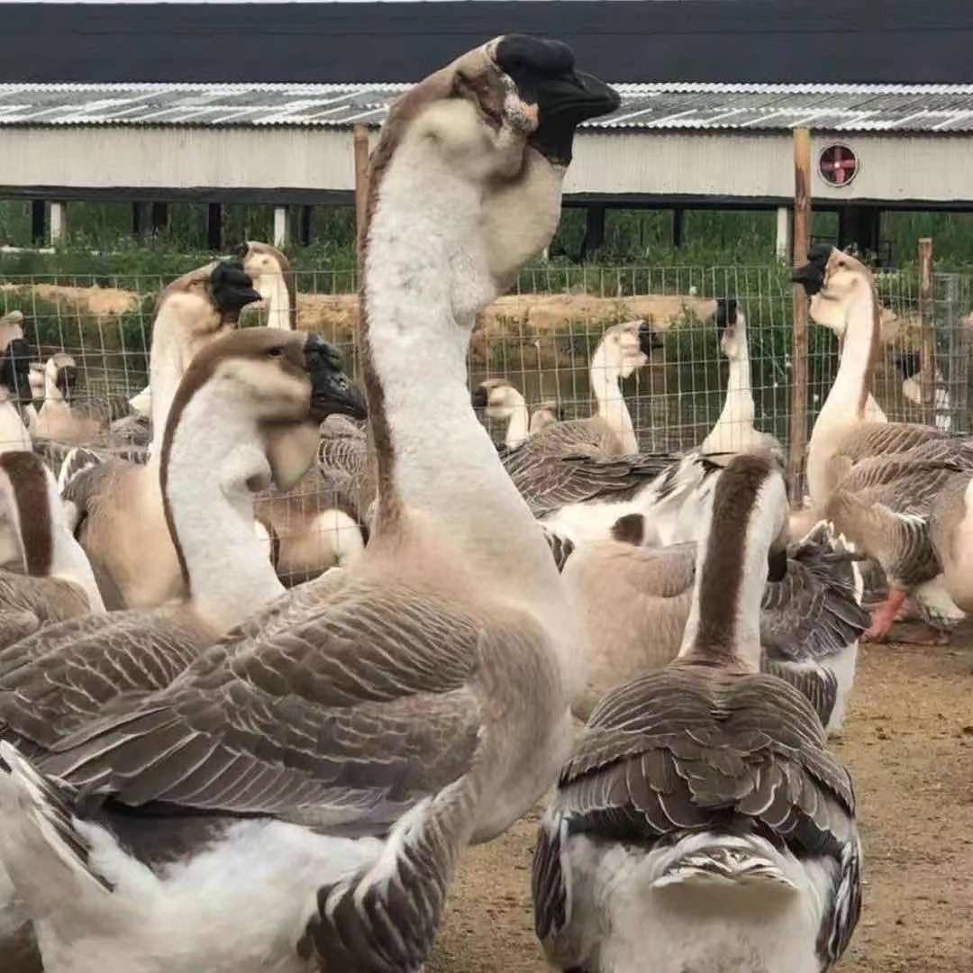 狮头鹅汕头澄海区养殖场