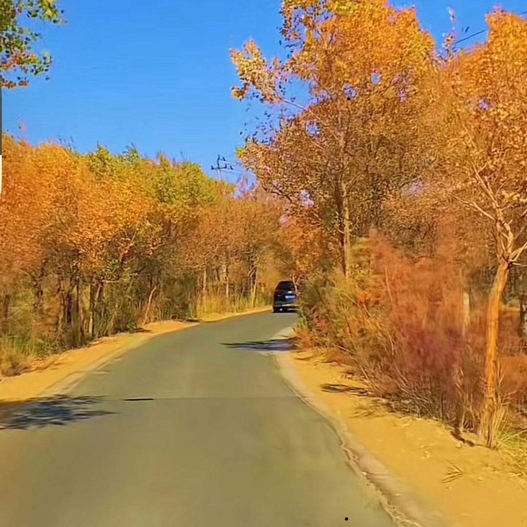 一人一狗走天崖