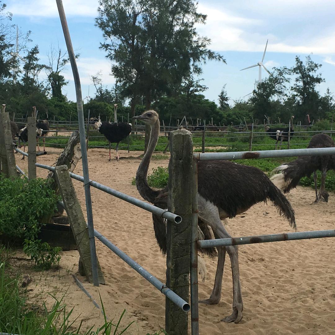 瑞丰鸵鸟养殖基地