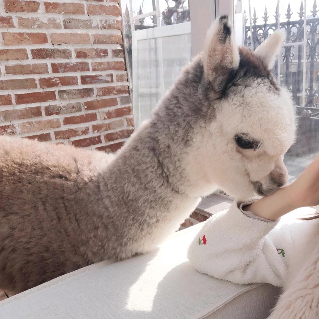小鹿和羊驼奥利奥🦙