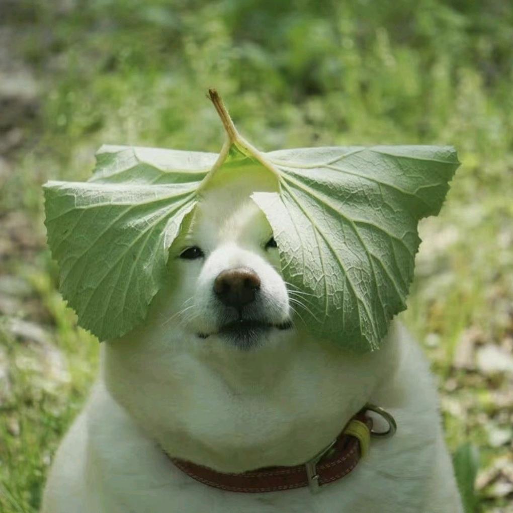 菜狗不吃菜