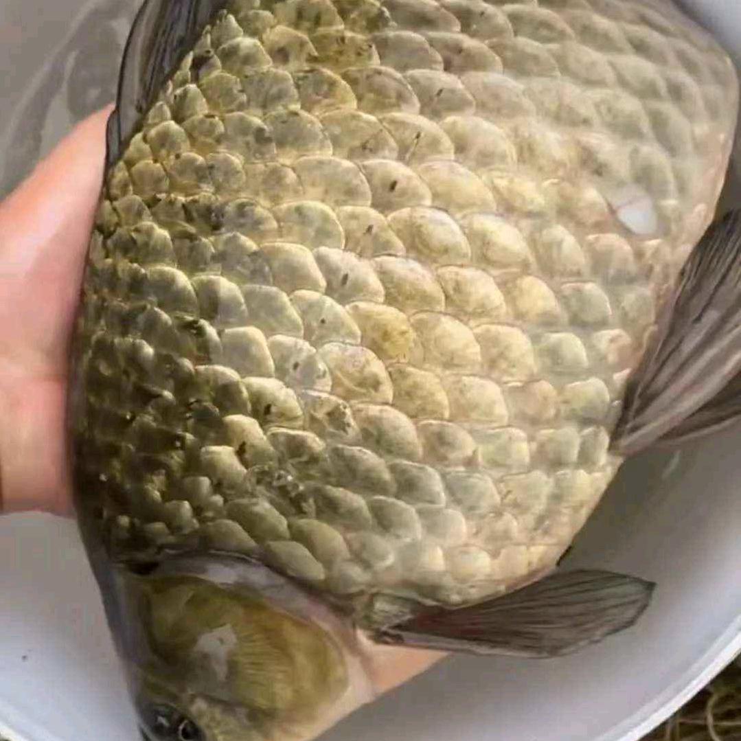 鼐小少