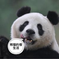 熊猫的慢生活的抖音头像