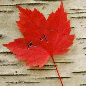 枫叶 六零后的虎姐>头像