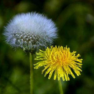 蒲公英头像