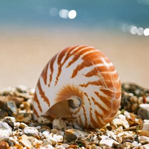 蜗牛海螺壳头像