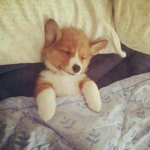 闸北欧阳靖头像