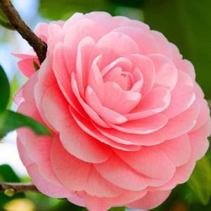 指尖上的雪莲花头像