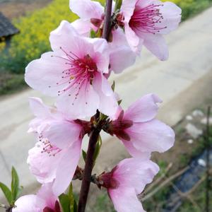 含羞草头像
