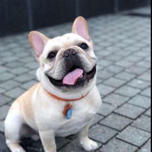 法斗小idol爱豆头像