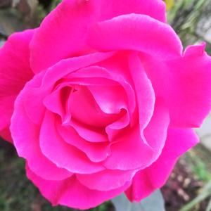 花美俺更帅头像