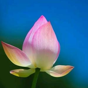 蘷府净心素雅头像