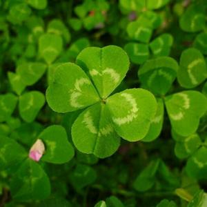 四叶草头像