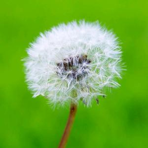 蒲公英de梦想在飞头像