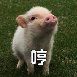 哼哼哼头像