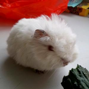 荷兰猪头像