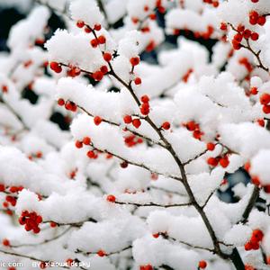踏雪寻梅头像