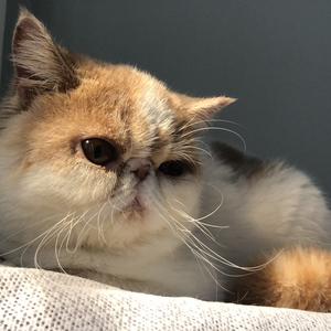 大脸猫头像