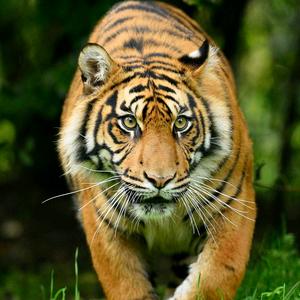 安丘市最后一个老实人头像