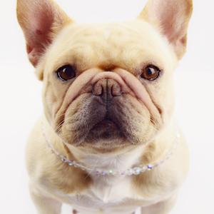 桔洋家的小法斗头像