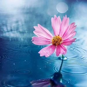 兰花新开金灿灿头像