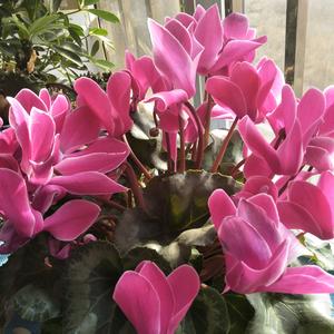 漂亮的长寿花头像