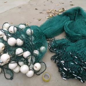 金色海岸网业头像