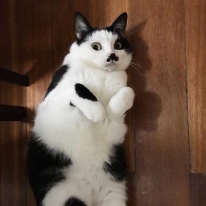 奶牛猫猫猫头像