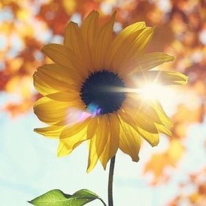 太阳花头像风景图片