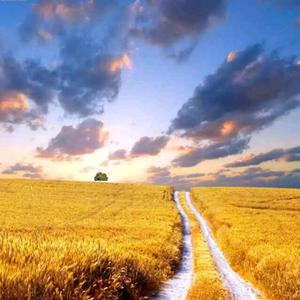 麦田里的守望者头像