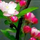 小侯，快乐每一天(勇哥歌迷)头像