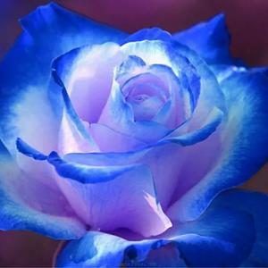 蓝色玫瑰花qq头像图片