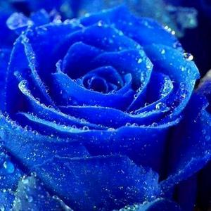 蓝玫瑰微信头像图片