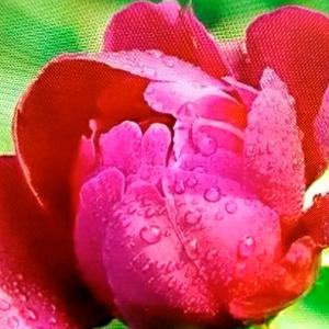 红花配绿叶图片 头像图片