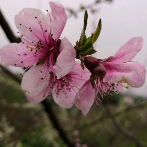 桃花村果园农场头像